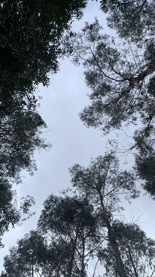 Photo looking up at trees, by Maria Carbunaru.